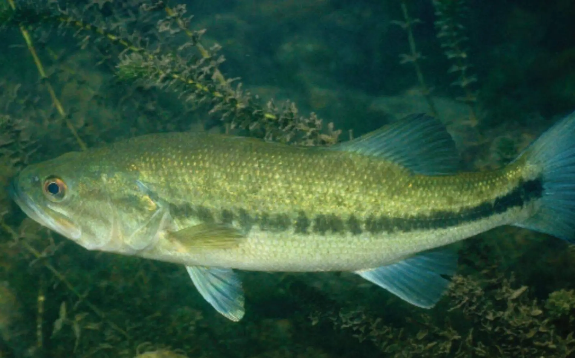 especies extintas en el río Florido 1